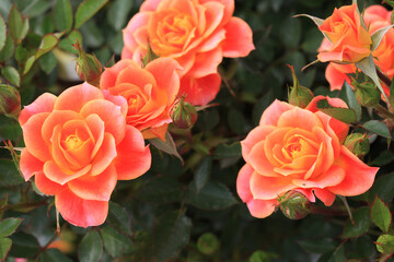 バラ：マンダリン