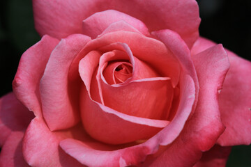 バラ：ステファニー