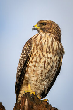 red shouldered hawk sitting on a stump looking for prey