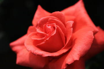 バラ：情熱の色