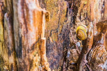 木をはうカタツムリ