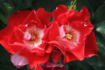 バラ：レンダン2輪