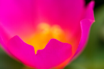 ポーチュラカ・アップ