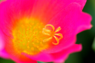 ポーチュラカ・アップ