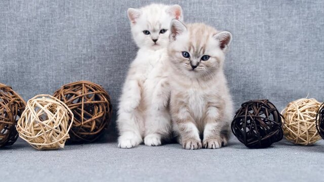 A kitten stands on two legs next to another cat. Kitten is isolated on a gray background with rattan balls. Kitten and toys. Cat and wicker balls. Scottish purebred cat.