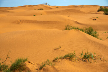 Fototapeta na wymiar A sunny day on the dunes in the steppes of Kalmykia