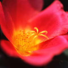 ポーチュラカ：赤の世界