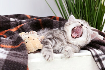 Kotenko yawns wide in bed. Kitten in bed under a blanket near a night lamp isolated on a white...
