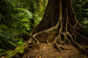Fototapeta na wymiar Tree buttress roots, Wooroonooran National Park, Atherton Tablelands