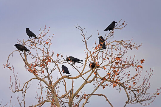 Crows or ravens gather in a mostly-bare tree during a cold day.