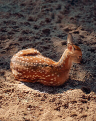 fawn