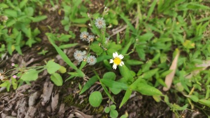 spring flower in the garden