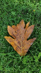 autumn leaves on grass