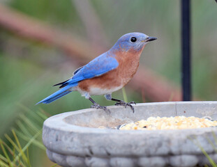 Eastern Bluebird