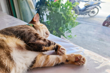 Yellow black cat cute pet sleep on top of table near window with blur city town background landscape