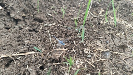 ants in the garden