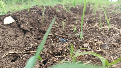 person planting onion in the garden