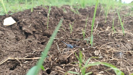 person planting seeds in the garden