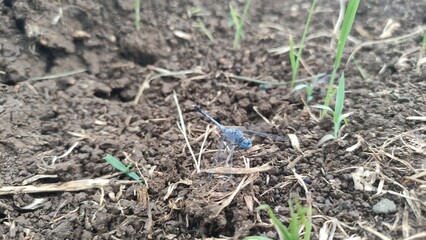 caterpilar on the ground