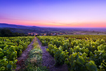 Lever du jour sur les vignes de Salles Arbuissonnas, Beaujolais