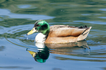Mallard Duck adult male crossed with domestic duck. Sunnyvale, California, USA.