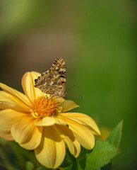 brown butterfly sips from yellow flower