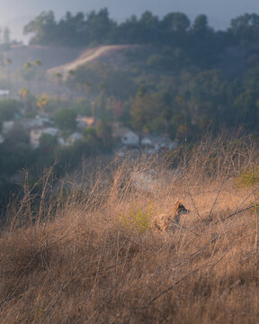 Coyote In The Brush.