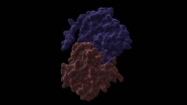 Structure of cyclin-dependent kinase 2 (CDK2, blue) in complex with cyclin E (pink). Animated 3D cartoon and Gaussian surface models, PDB 1w98, black background