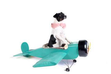 Jack Russell  in a old blue plane isolated isolated in white background