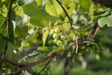 Grapes green leaves plants nature sun summer
