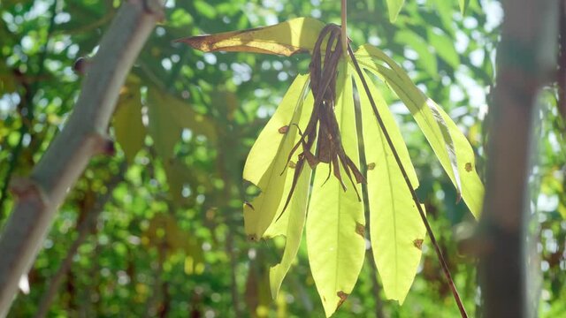 Cassava Vegetable Plant Vibrant Green Leaves. Close Up