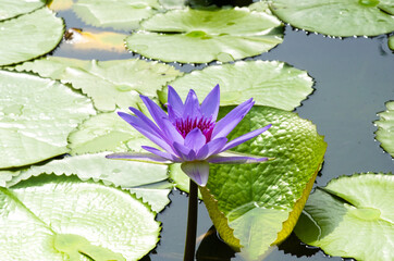 Purple Lotus flower beautiful lotus blossom or water lily flower blooming on pond background