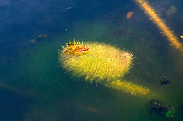 Close-up of Victoria amazonica leaf underwater.