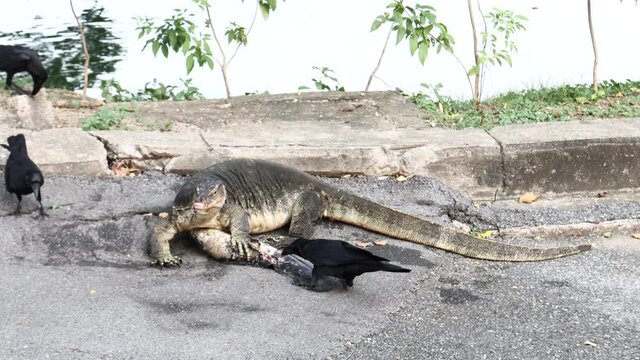 Water Monitor lizard eat fish in the Lumpini Park Bangkok Thailand
