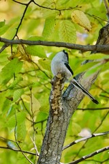 long tailed tit in the forest