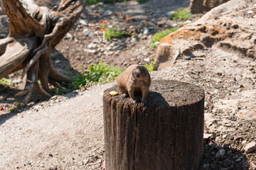 Prairie dogs are native to North America.