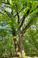 Fototapeta premium A majestic Sessile Oak Tree (Quercus petraea) standing proud in a woodland clearing 