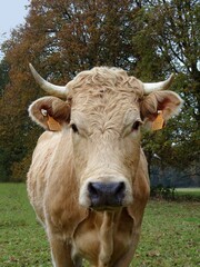 Beige cow with horns, front view and close-up.