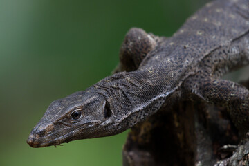 Monitor lizard