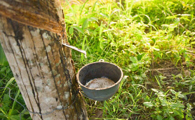 Tapping latex rubber tree, Rubber Latex extracted from rubber tree.