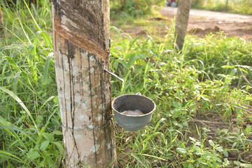 Tapping latex rubber tree, Rubber Latex extracted from rubber tree.