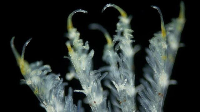 Polychaeta worm, family Sabellidae under a microscope. Video shows Radiole tentacles with many cilia that catch food, as well as gills.