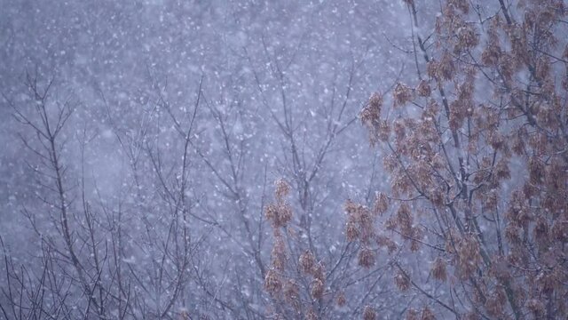 heavy snowfall in the forest, slow motion