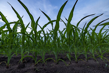 cornfield, silage. Closeup of tops of leaves of silage maize against the blue sky. Maize crop in corn field, low angle view. High quality photo