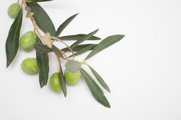 Fresh green olives on a branch on a white background