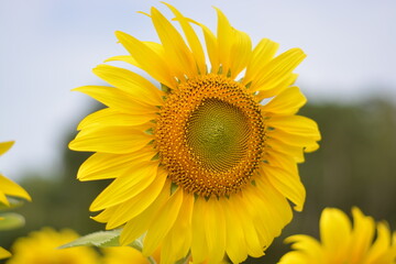 Sunflower blooming. Close-up of sunflower.