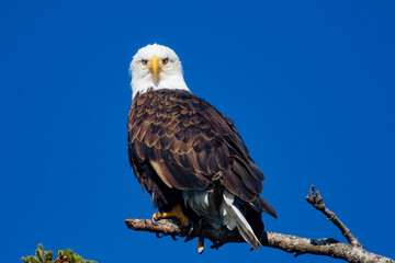 Fototapeta premium american bald eagle