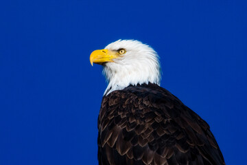 american bald eagle