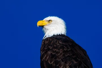 Foto op Plexiglas american bald eagle © Keith