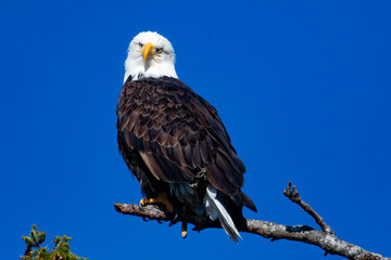 american bald eagle
